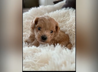 Traumhafte Maltipoo Welpen F1 Malteser Pudel