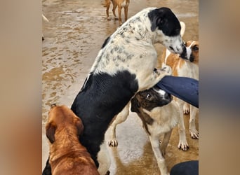 Milla - Gute-Laune-Hund wartet auf Sie