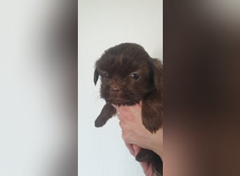 Maltipoo Mischlingswelpen Allergikergeeignet und kleinbleibend suchen neue Familien