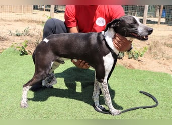 Casimo, Mix Labrador / Pointer, lieb und sozial