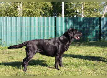 Unsere bildhübschen, vitalen Labradorwelpen sind gelandet!