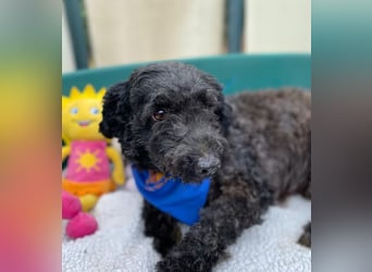 ULLI - Kleiner Puli-Mix Rüde sucht seine Familie