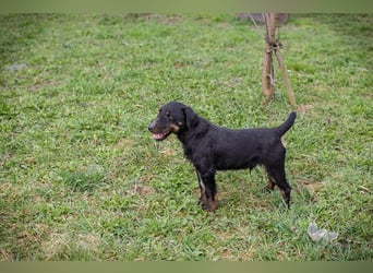 Viktor: Hält das Tierheim kaum aus