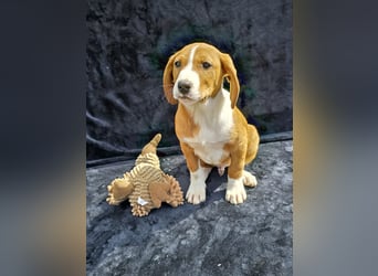 Vincent, einer von 5 süssen Welpen die auf der Strasse geboren wurden