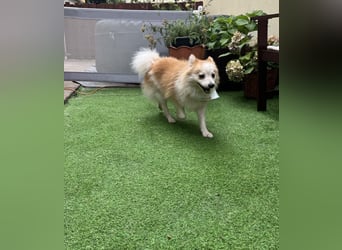 Alf SR – Freundlicher Spitz-Rüde sucht liebevolles Zuhause