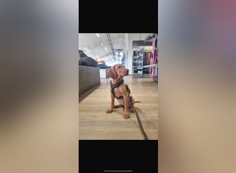Magyar Vizsla Welpen in Erwartung