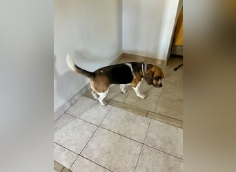 Beagle Mix HUGO (2 Jahre alt) sucht eine Familie!