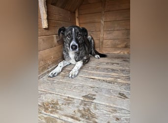 Flint - Hundeflüsterer gesucht
