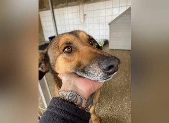 RAMBO sucht liebevolles Zuhause