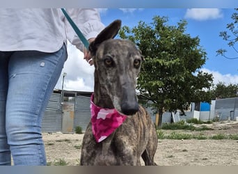 Guapino (TO) Aufgeschlossen, super lieb und verschmust