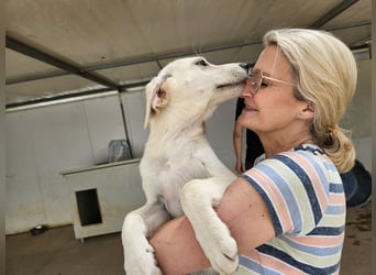 Guapa: 7 auf einen Streich