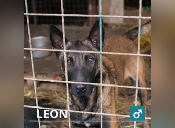 Leon: Malinois-Fans aufgepasst!