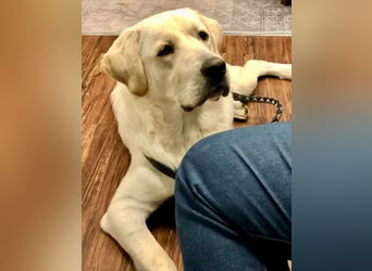 Der hübsche Marlon sucht ein neues Zuhause