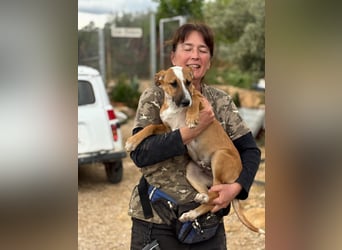 quirliger freundlicher ELMO sucht liebevolles Zuhause