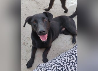 Blacky ♥ Aron ♥ sucht Schutz & Liebe