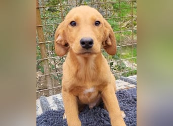 Kimbo ❤️ verspielter Labi-Bracke-Mix Bub