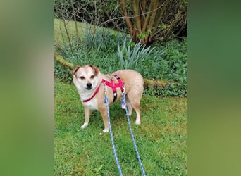 ♥ADELE♥ auf Pflegestelle bei Köln - süße kleine, noch etwas vorsichtige Hündin 41 cm