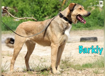 Barkly geb. 06/2022 - ausgeglichener, kluger und lernwilliger Jungrüde!