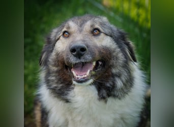 Seelen- und Herzenshund Sora