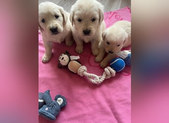 Golden Retriever Welpen abzugeben