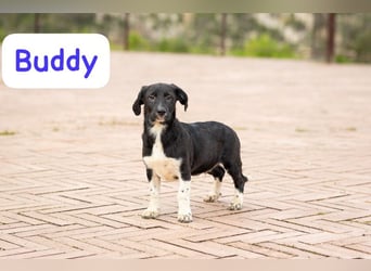 Buddy – ein kleiner, feiner Freund -