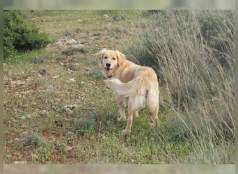 Tolle, liebevolle, aktive Traumhündin Nika, Golden Retriever