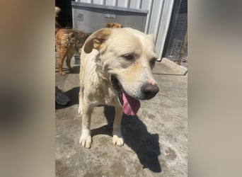 Und dann kam BAILEY - ein liebevoller Hundeopi mit trauriger Vergangenheit sucht endlich sein Glück