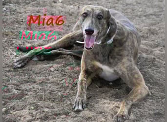 Mia6 geb. 10/2017 (ESP) - super liebe, zutrauliche und verschmuste Galga!