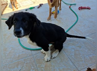 Barney2 geb. 02/2025 (GRC) - verschmuster und verspielter, charmanter Griechischer Hirtenhund Welpe!
