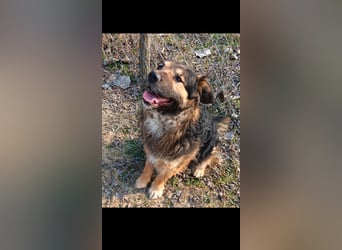 Bundas treuer Begleiter sucht dich