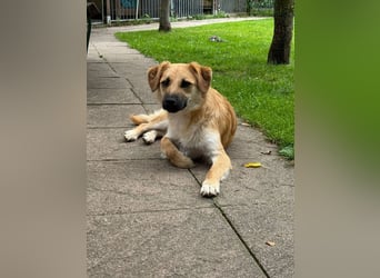 ♥PEPITO♥ neu auf Pflegestelle bei Köln - niedlicher, verspielter, fröhlicher Jungspund 46cm