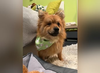 Bella SR - bezaubernder Schatz sucht Zuhause!