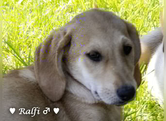 Ralfie, Roberta, Robbie und Rickie suchen eine Familie