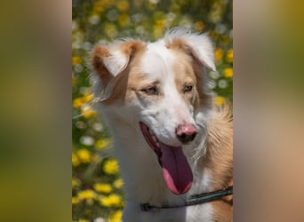 Paky – ein Traumhund aus Portugal