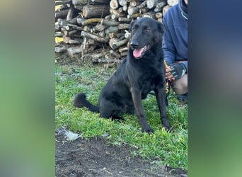 Axel, geb. 01.07.2023, 57cm, sucht seine Menschen