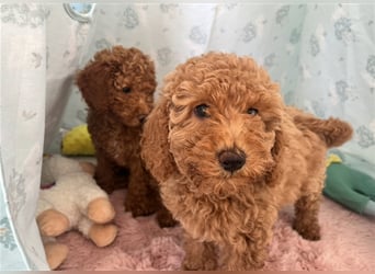 Wunderschöne Mini/Medium Goldendoodle Welpen in Rot/Apricot zu verkaufen