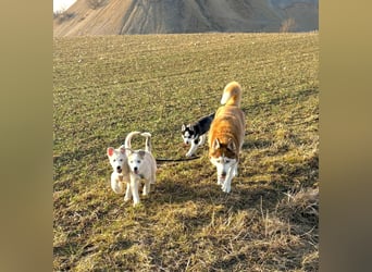 Akita-Husky Welpen