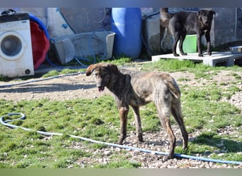 Jette sucht Geborgenheit und Vertrauen