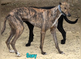 Sony geb. 09/2022 (ESP) - aufgeschlossener und ausgeglichener, wunderschöner Galgo!