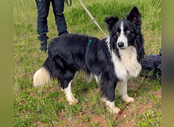 Poncho sucht sein Zuhause für immer
