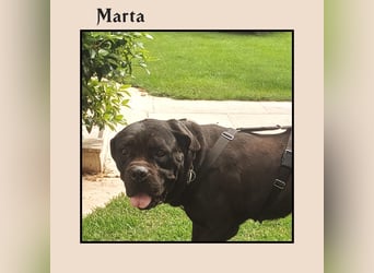 Katzenverträgliche + unkomplizierte Cane Corso Hündin MARTA wartet in Friesenhagen auf DICH!