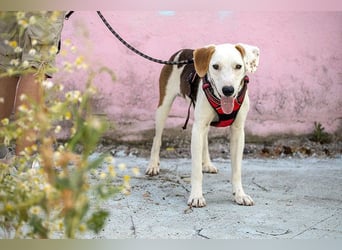 ARCHIE - Ein Hund für alle Lebenslagen!