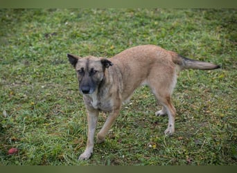 Samaya: sucht ein Zuhause
