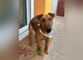 Ernie, verspielter und sehr lieber Irish Terrier-Mix, geb. 08/2024