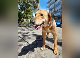 Eddie,geb.05/23,hübscher Bracken Mix Junge sucht seine Familie