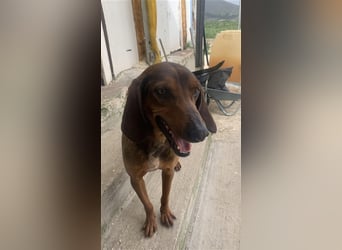 Buddy Mischlingsrüde ca. 3,7 Jahre alt z.Zt. in Griechenland