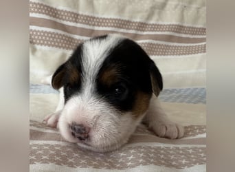 Jack Russell Terrier Welpen mit Papieren