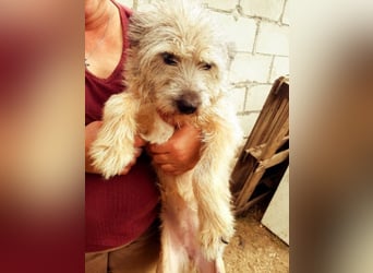 CHESTA sucht ein Zuhause