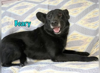 Beary geb. 01/2020 - sanfter und ruhiger kleiner Schatz sucht ruhiges Zuhause!