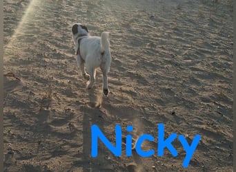 Nicky 01/2019 (ESP Pflegestelle) - braver, ausgeglichener und unglaublich lieber Bodeguero-Mix!